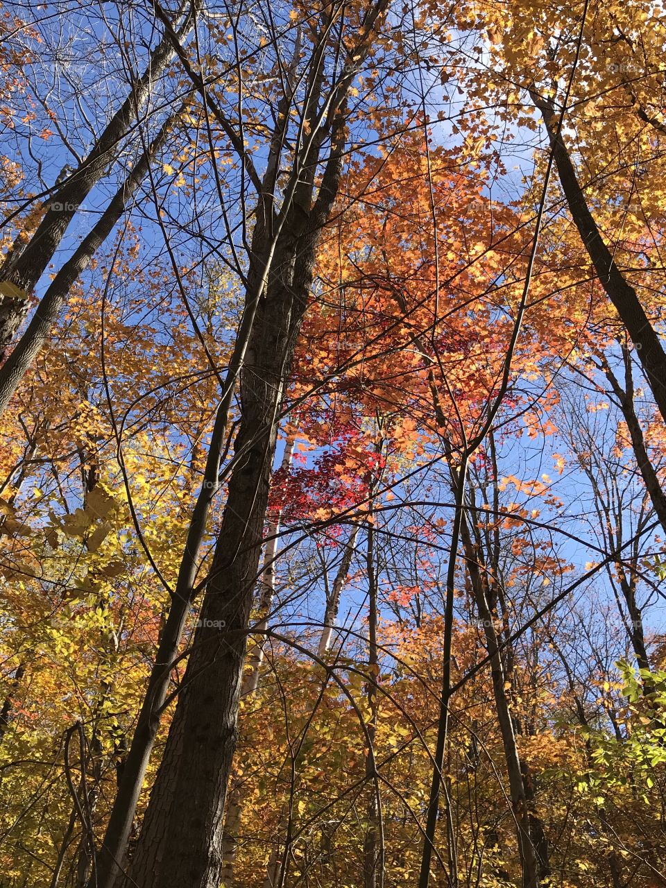 Autumn Woods
