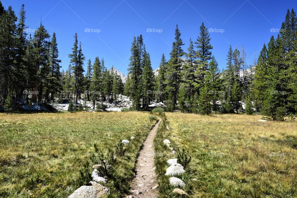 A thin dirt trail meanders through a small grass meadow towards a forest of tall conifers