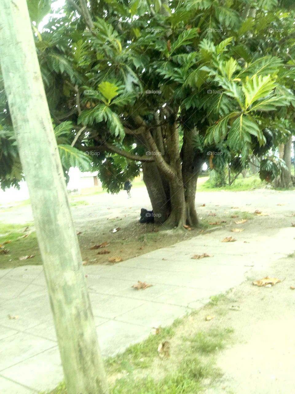 well many people do not know what kind of food tree this is it is call a breadfruit tree  and the Food is call breadfruit .