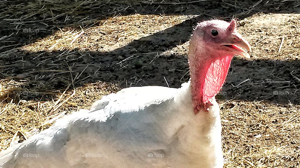 Turkey in a farm.
