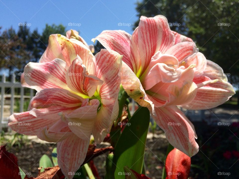 Flowers blooming 