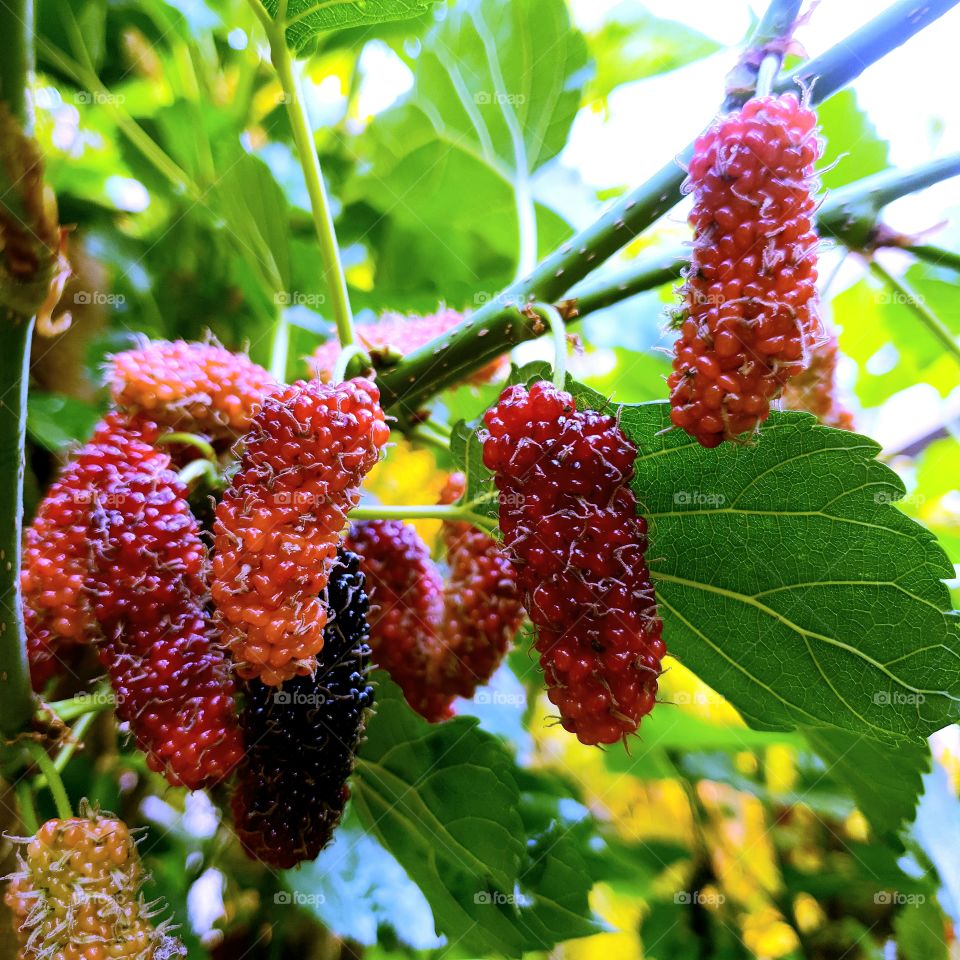 Selective Focus Young Mulberry Friut On Tree.