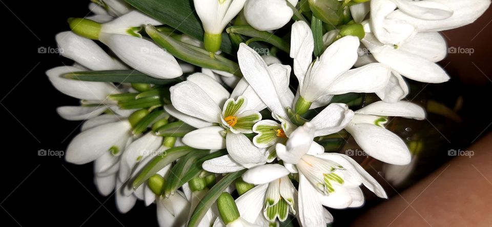 підсніжник