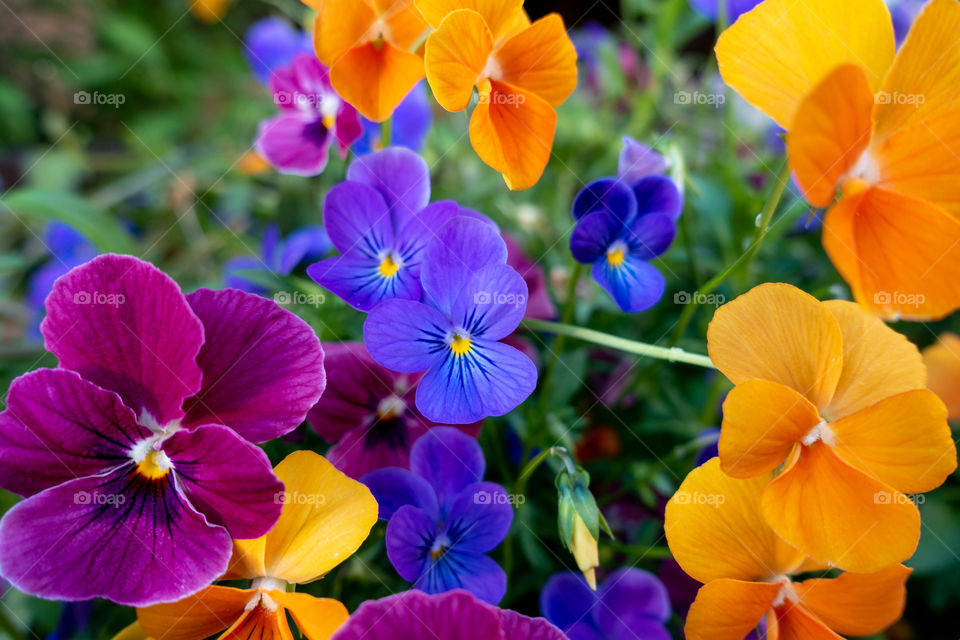 Macro shot of vibrant pansies. The contrasting colors, detailed flower petals, and abundance of blooms are captivating. These flowers bring forth feelings or positivity, excitement, happiness, energy, creativity, and zest for life!
