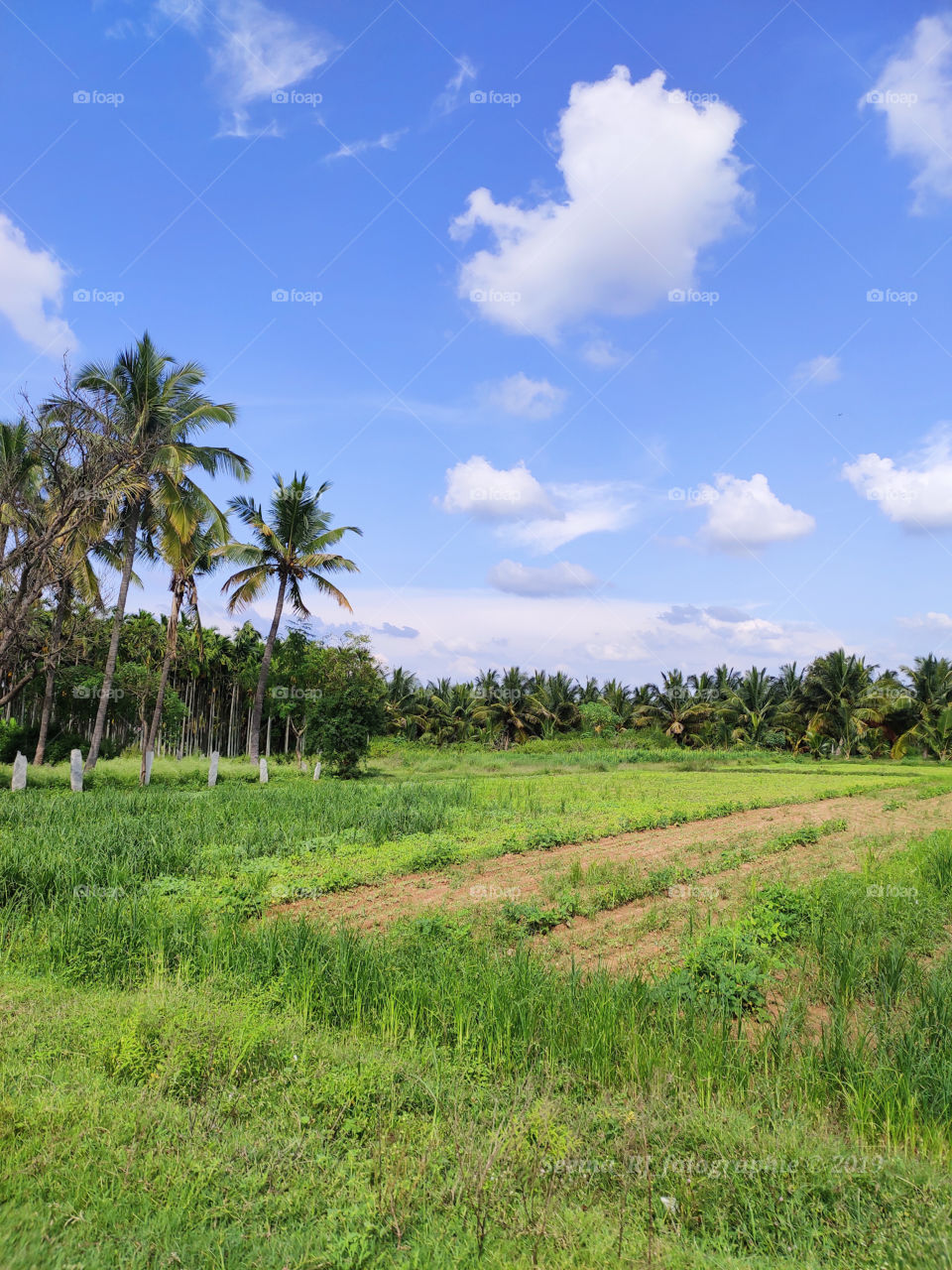 Glorious Mother nature at its best, Beautiful cropfileds of rural India