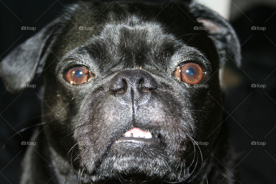 Black Pug Face Close Up Showing Teeth