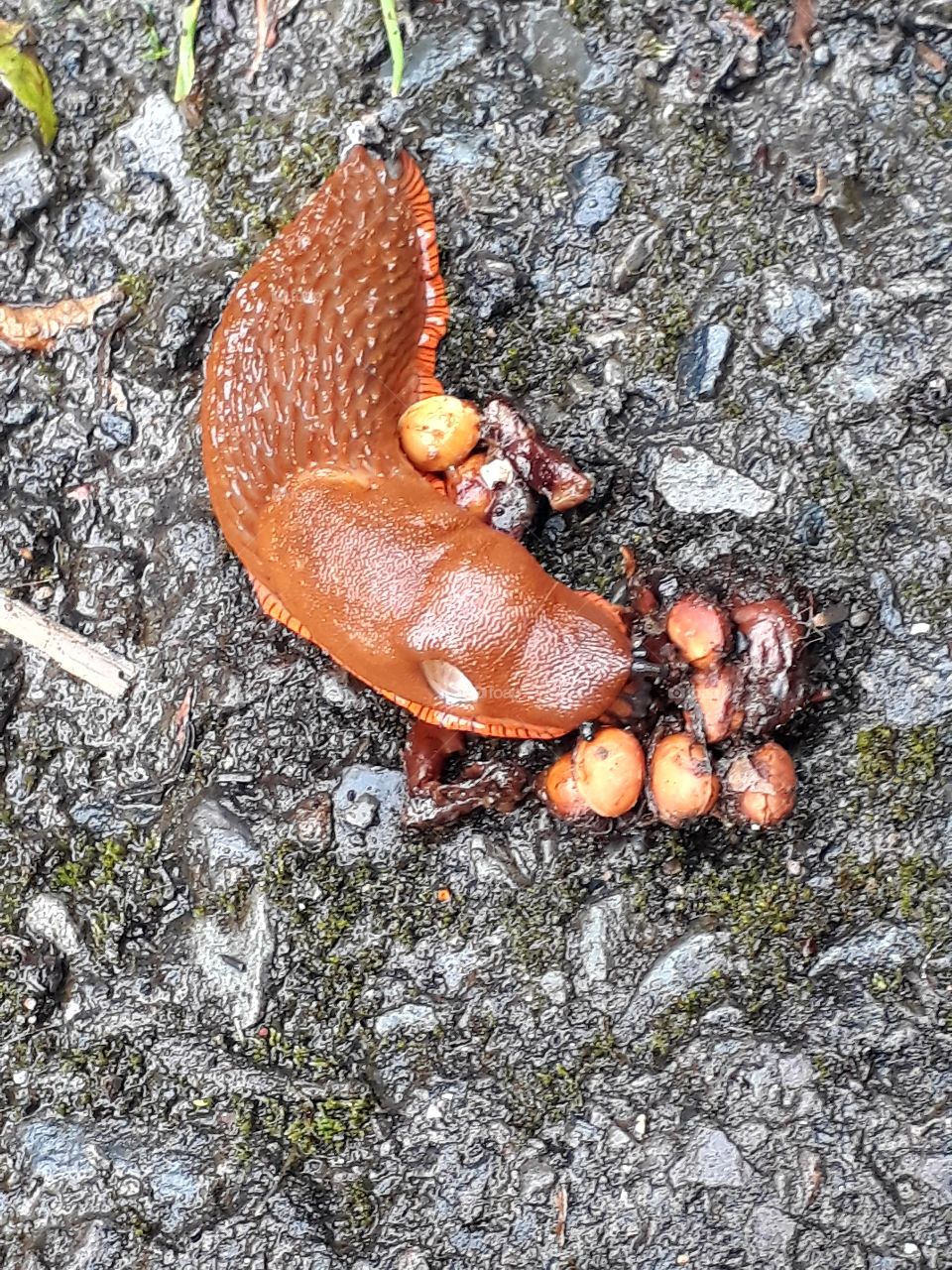 Schnecke beim fressen