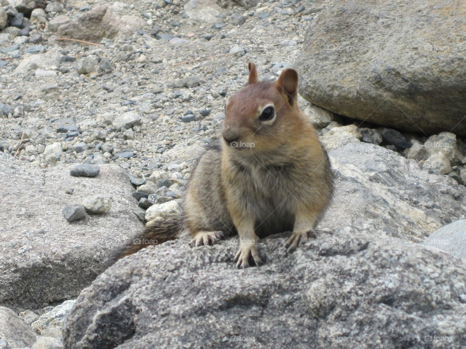 chipmunk