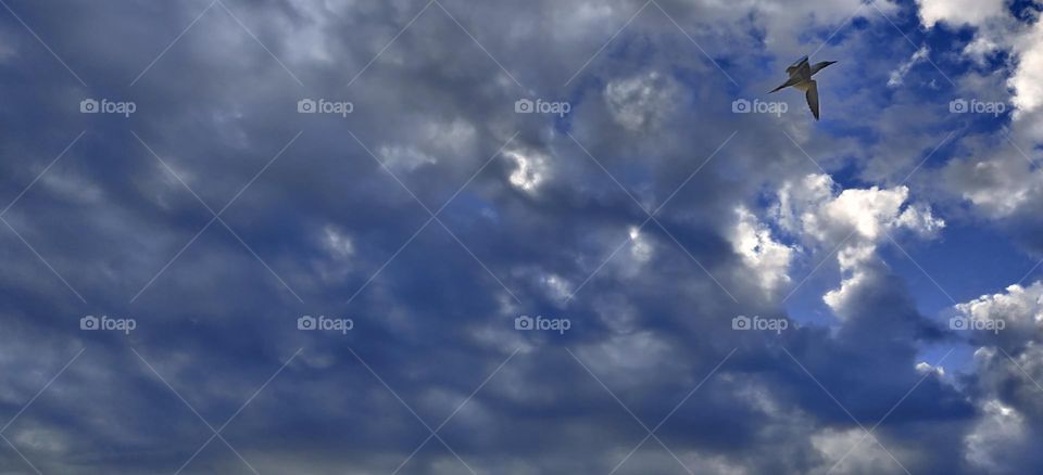 Bird in a cloudy sky.