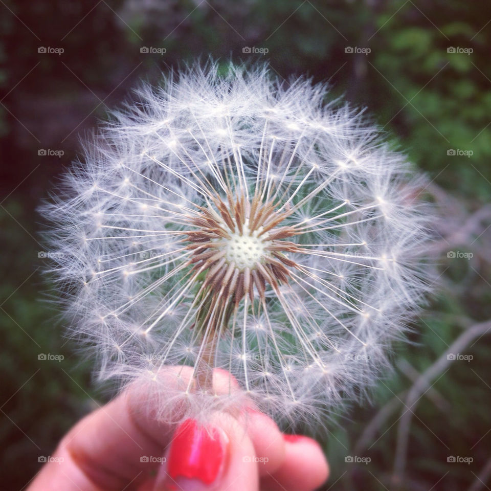 spring nature dandelion flower by vpsphotography