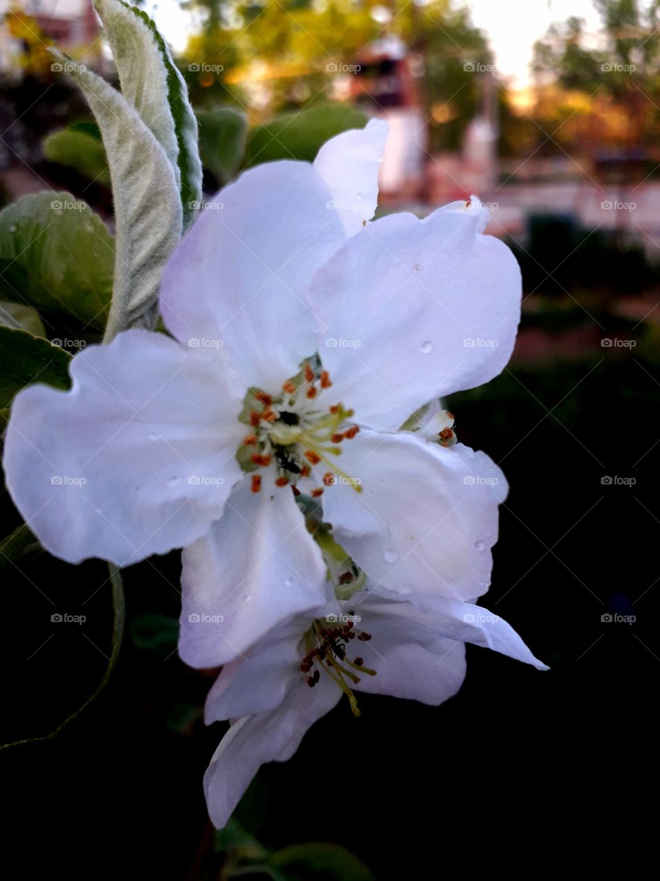 white flowers