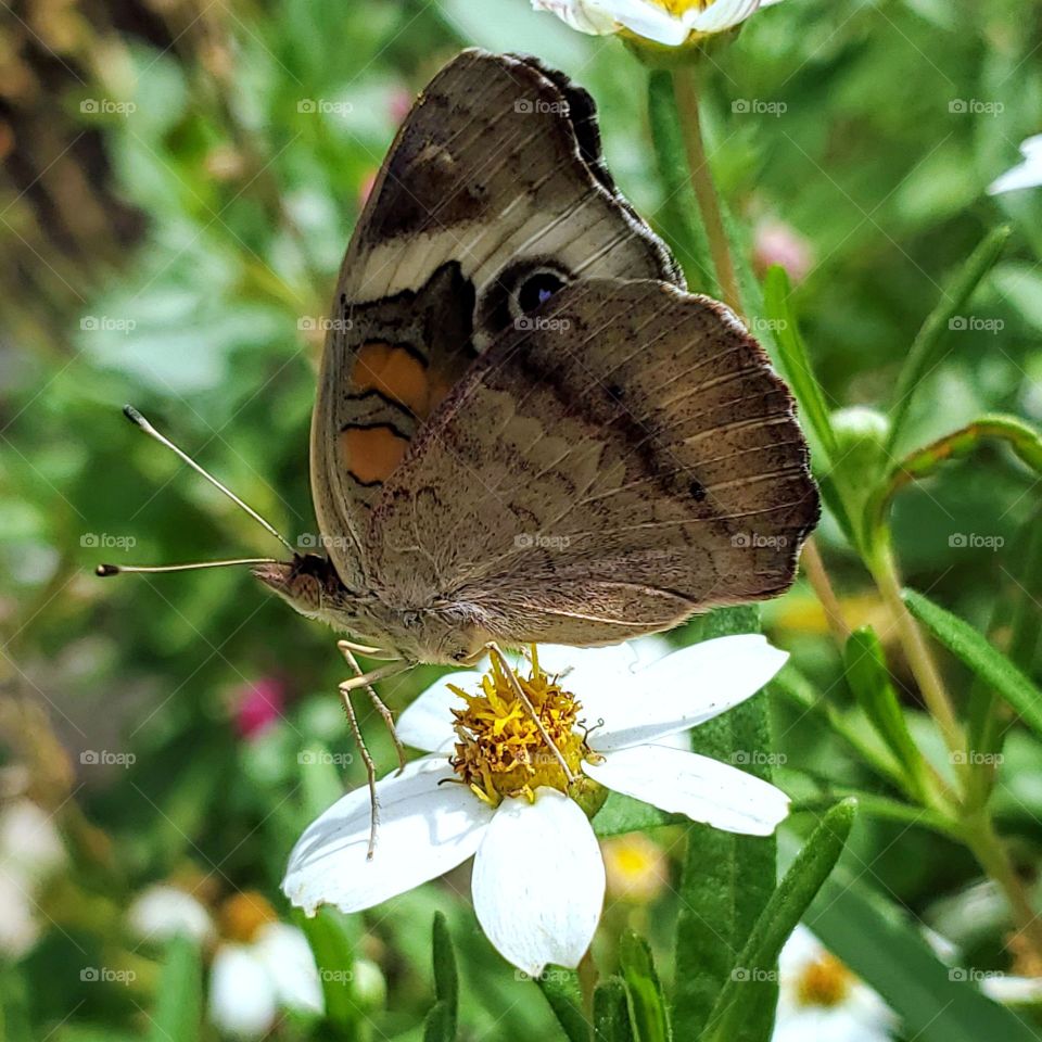 Buckeye butterfly on a Blackfoot daisy