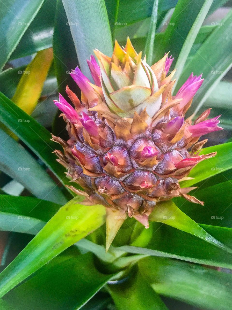 Pineapple plant