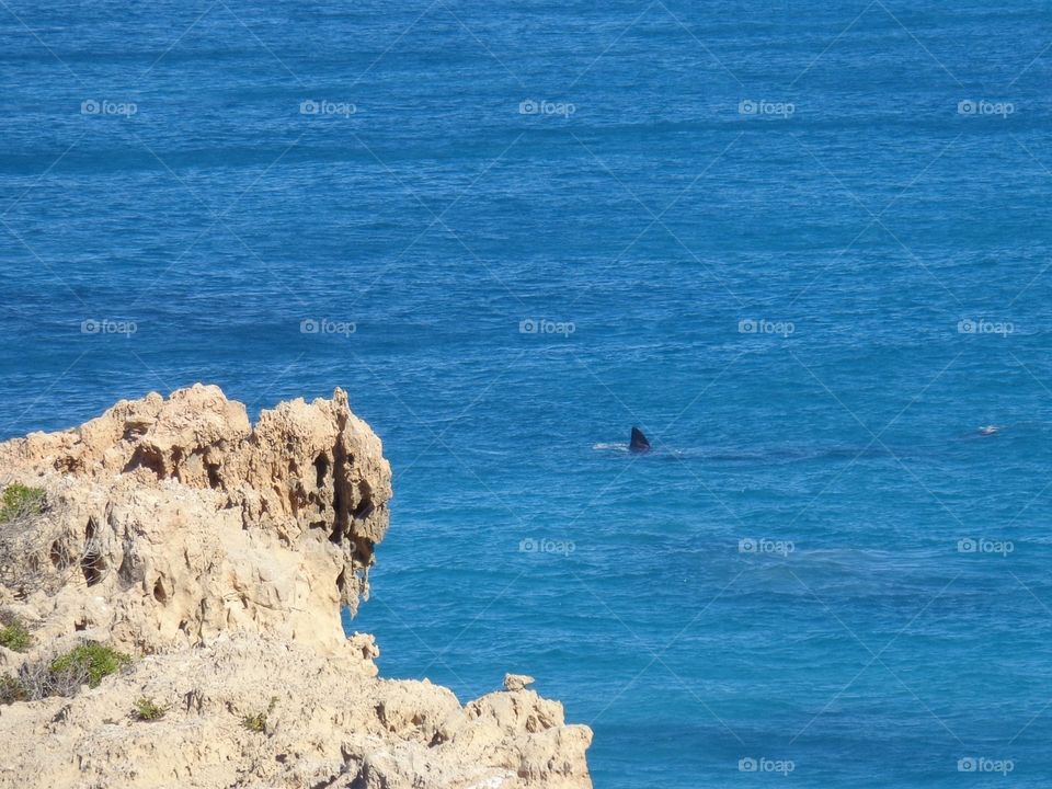 Whale great Australian bite. A southern right whale swimming a few meters off shore at the head of the great Australian bight 