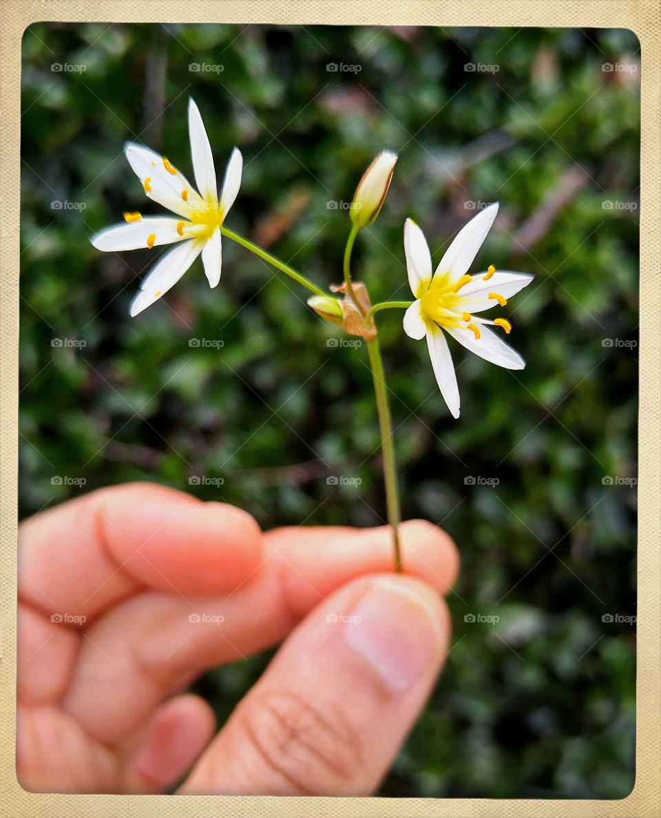 white petal flowers