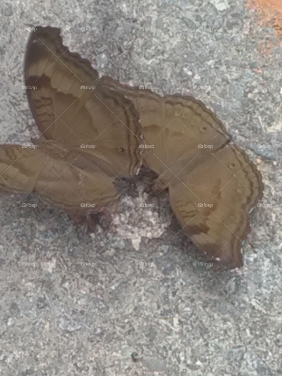 Some baterfly are enjoying the way.