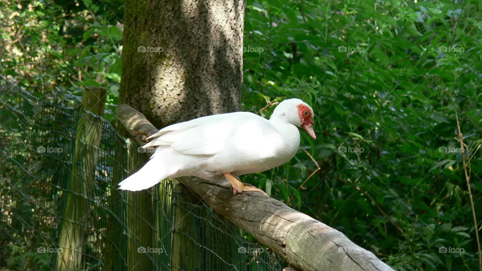 Gans