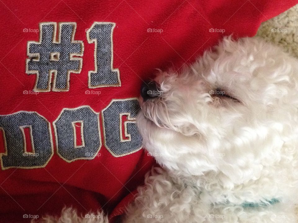 Max napping with his favorite shirt. He wears it when the weather is colder.