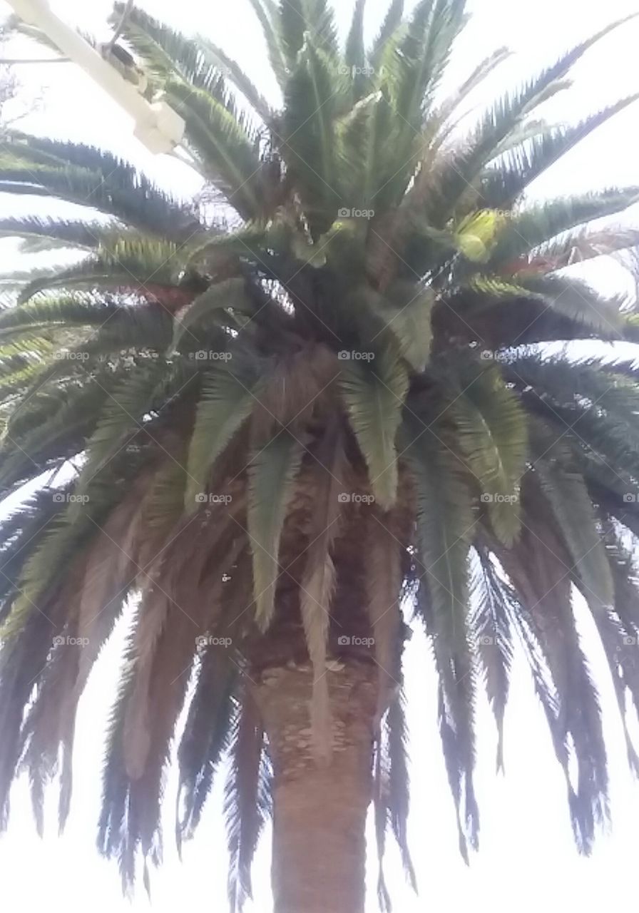 Sunshine Filtered Through Large Palms