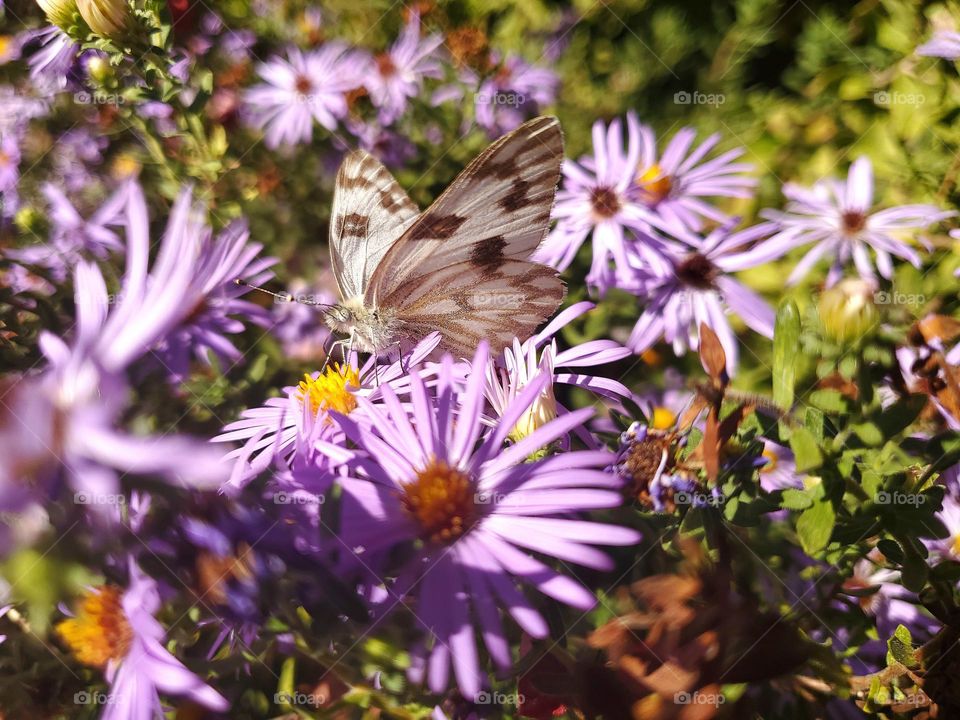 A beautiful and magical white checkered butterfly on a bed of lavender colored fall aster flowers. Scientific name:  Pontia protodice (Boisduval & Leconte, [1830])