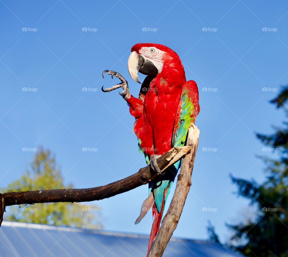 Macaw parrot waving hello