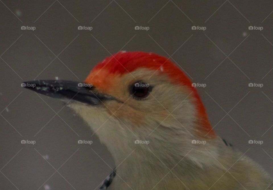 The eye of a Red-Belly; Northeast Pennsylvania, United States 