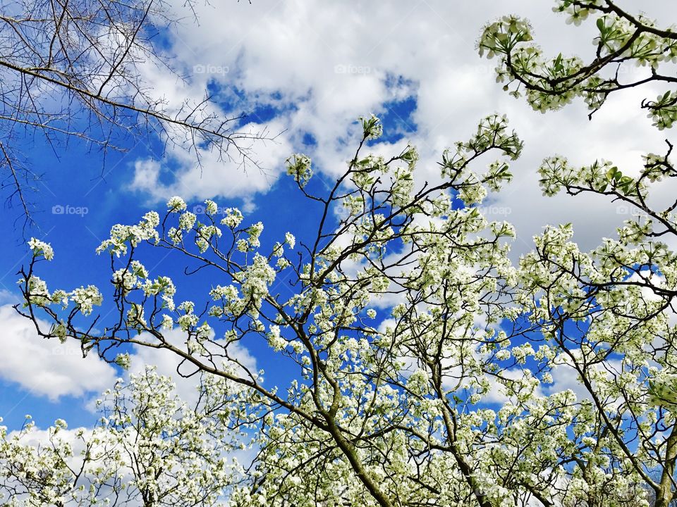 Blossoming Branches