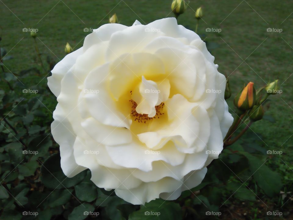 beautiful rose