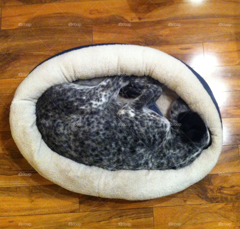 Dog in dog bed