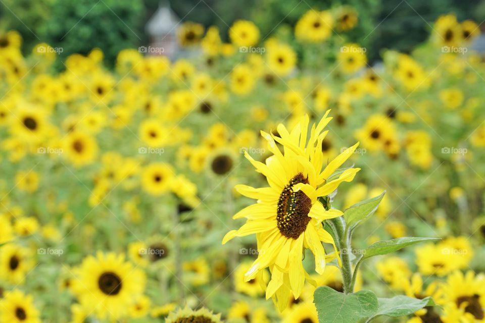 Brilliant Sunflowers