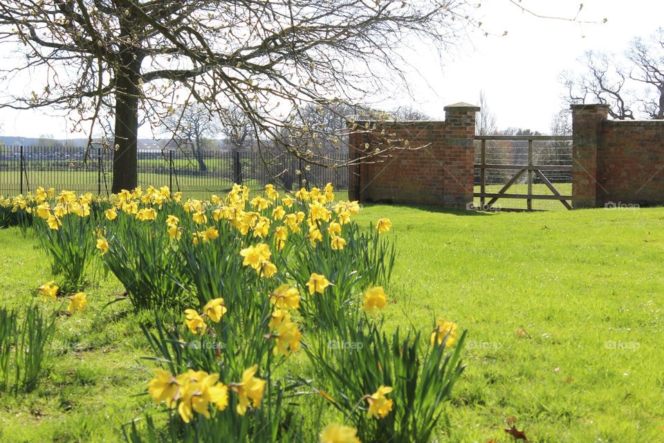 Daffodils in bloom