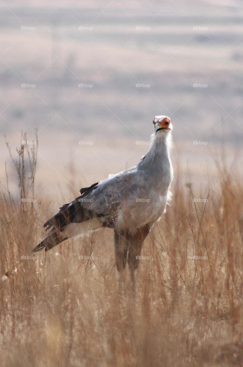 Secretary bird on the plains