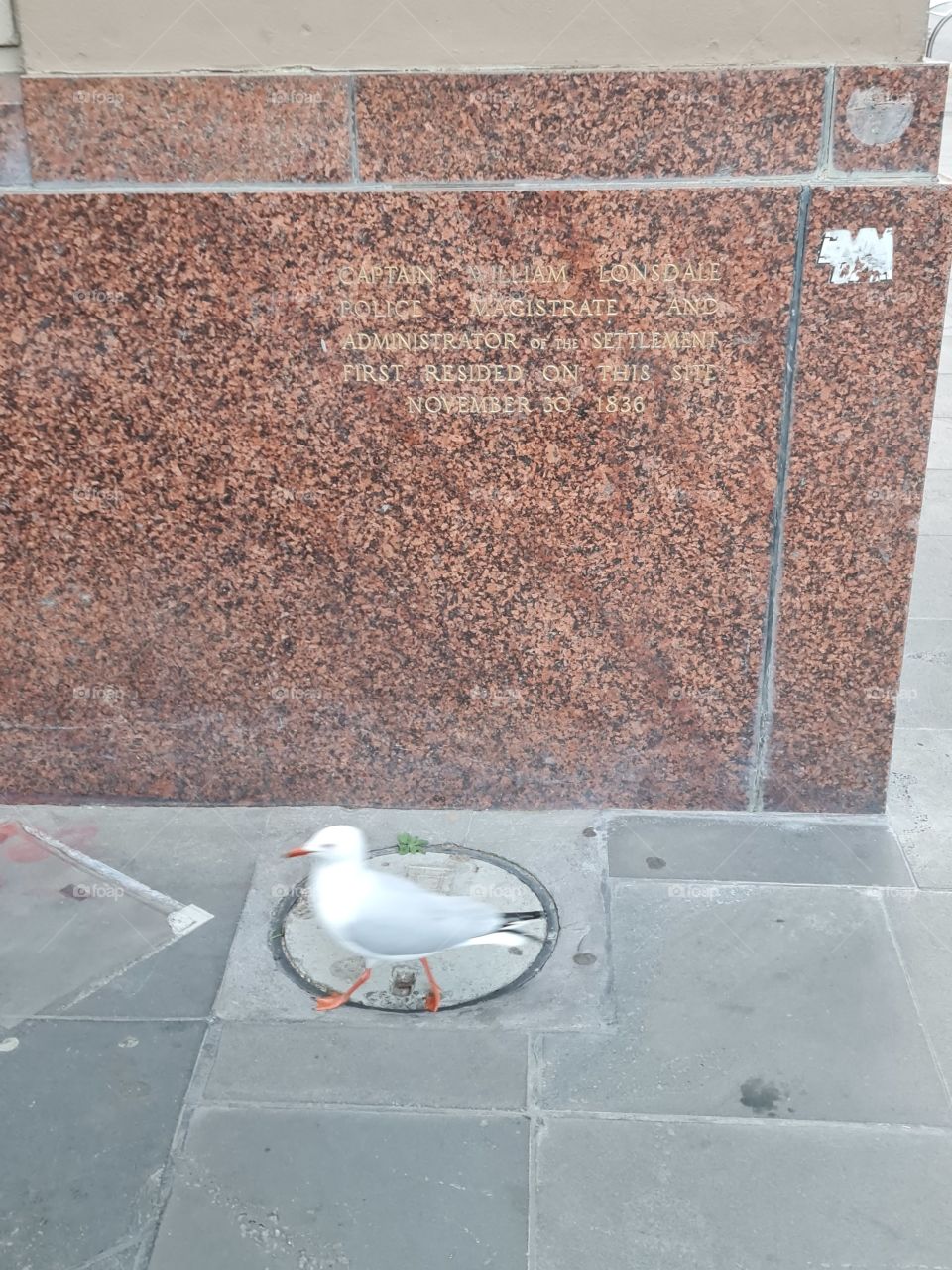 Melbourne CBD metropolitan tramways board building with my mate seagull
