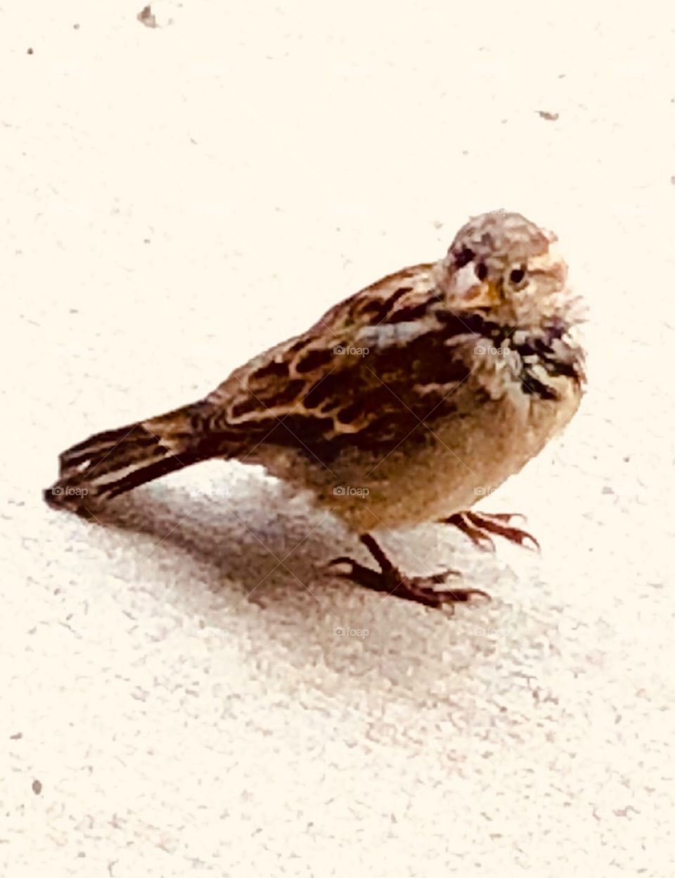 Chickadee finch bird on sidewalk 