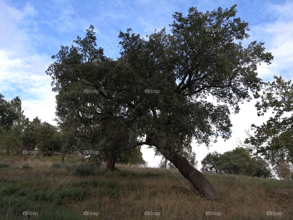 Tree, Nature, Castelo de Vide, Portugal