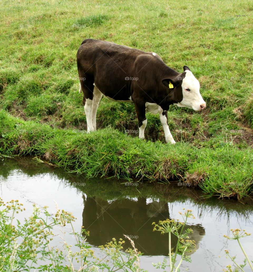 Reflection of cow in the stream