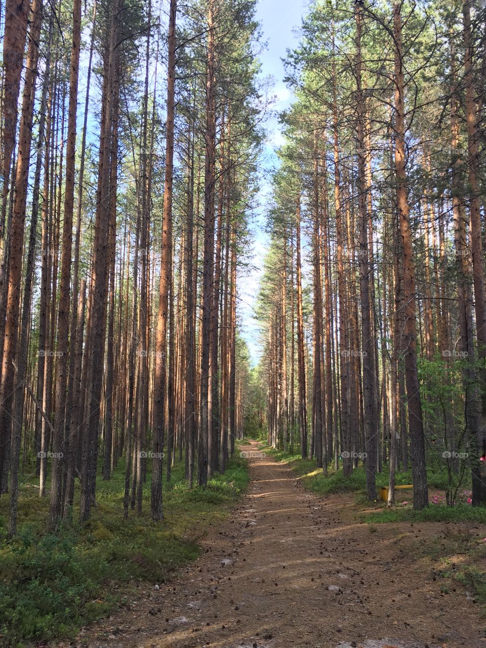 Path in the forest 