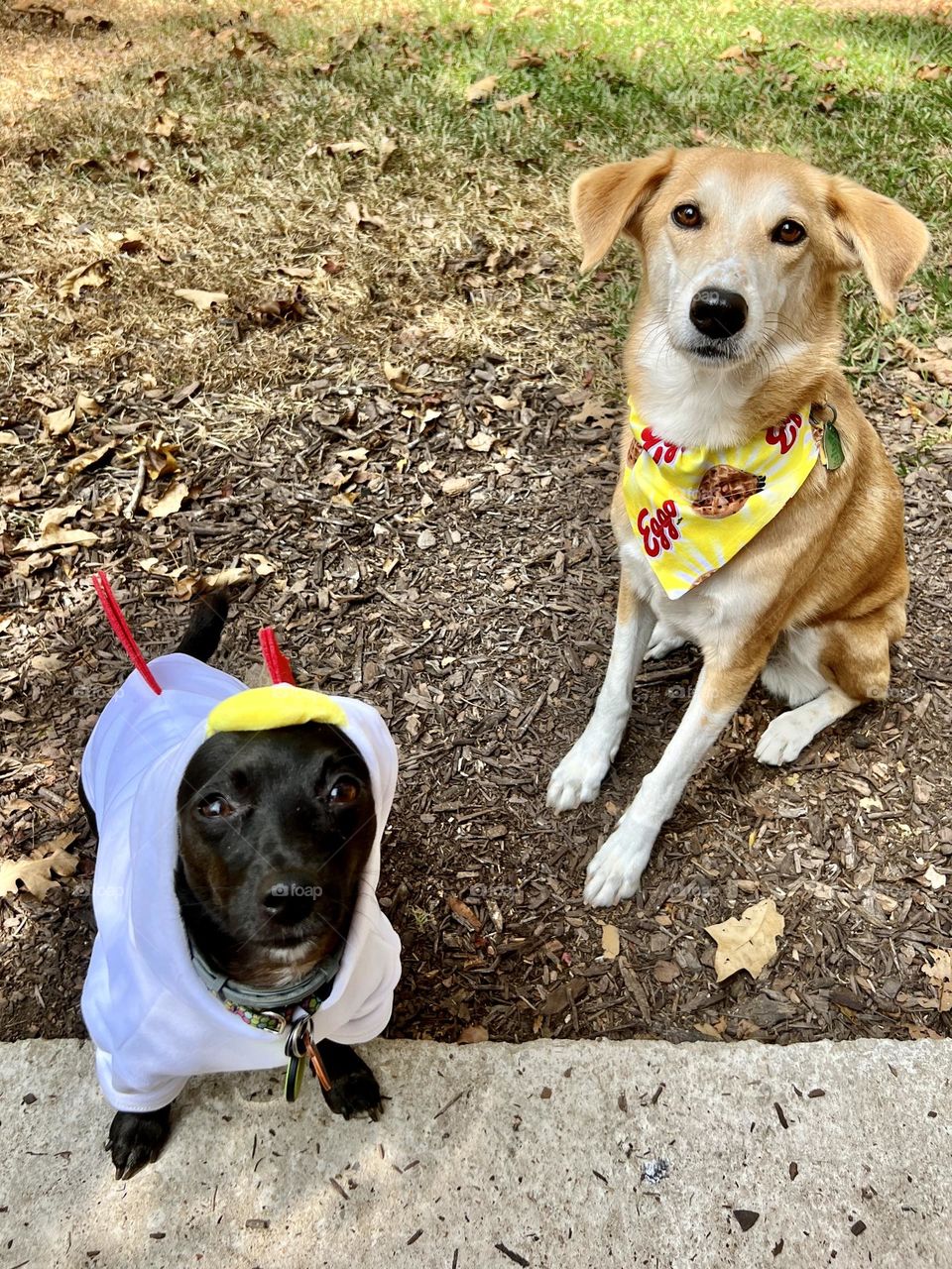 Two pet dogs dressed as Chicken and Waffle in Halloween costumes. Small black dog wearing a chicken suit while larger tan dog wears a waffle bandanna.