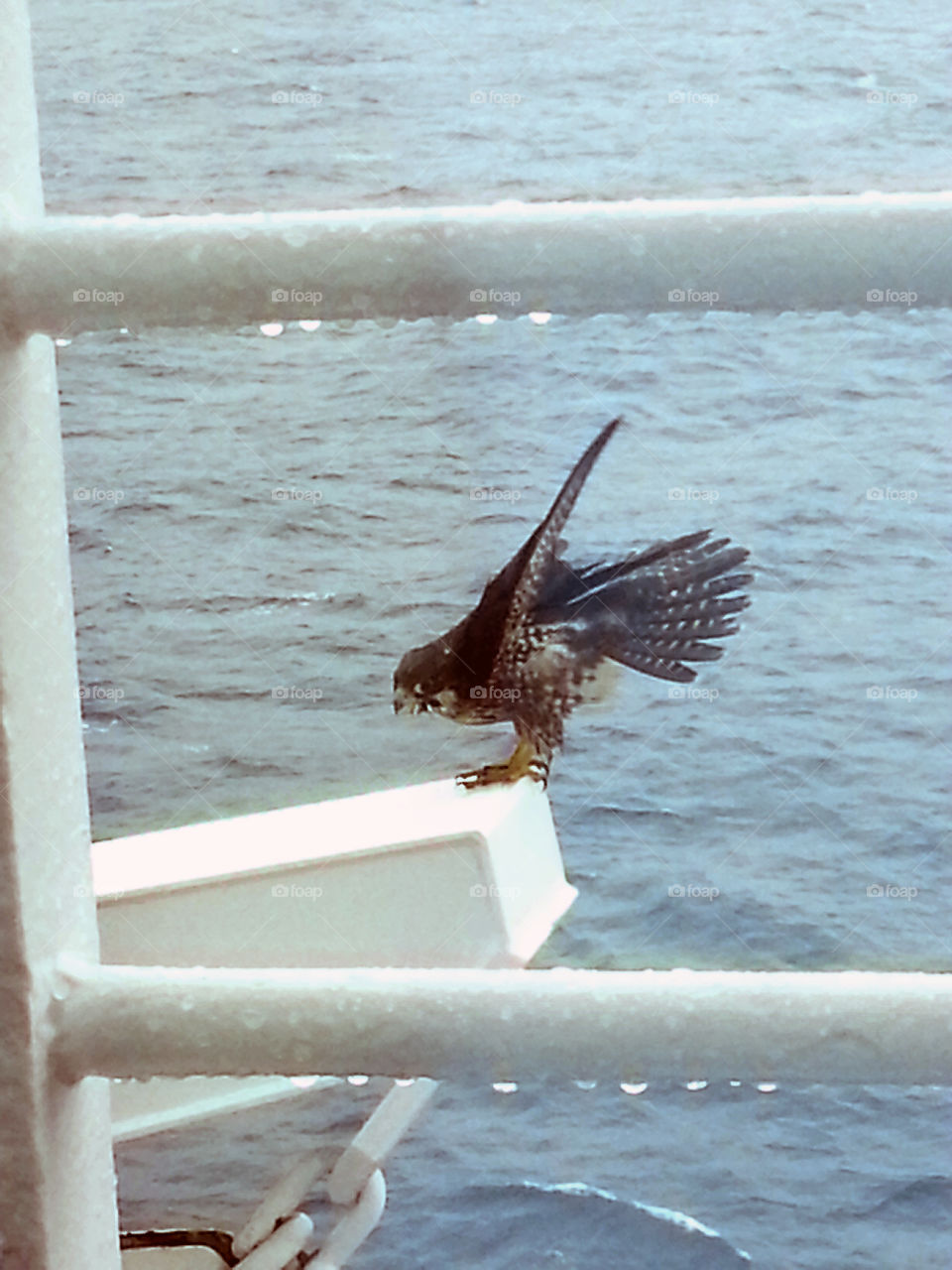 Spotted Falcon on Cruise ship