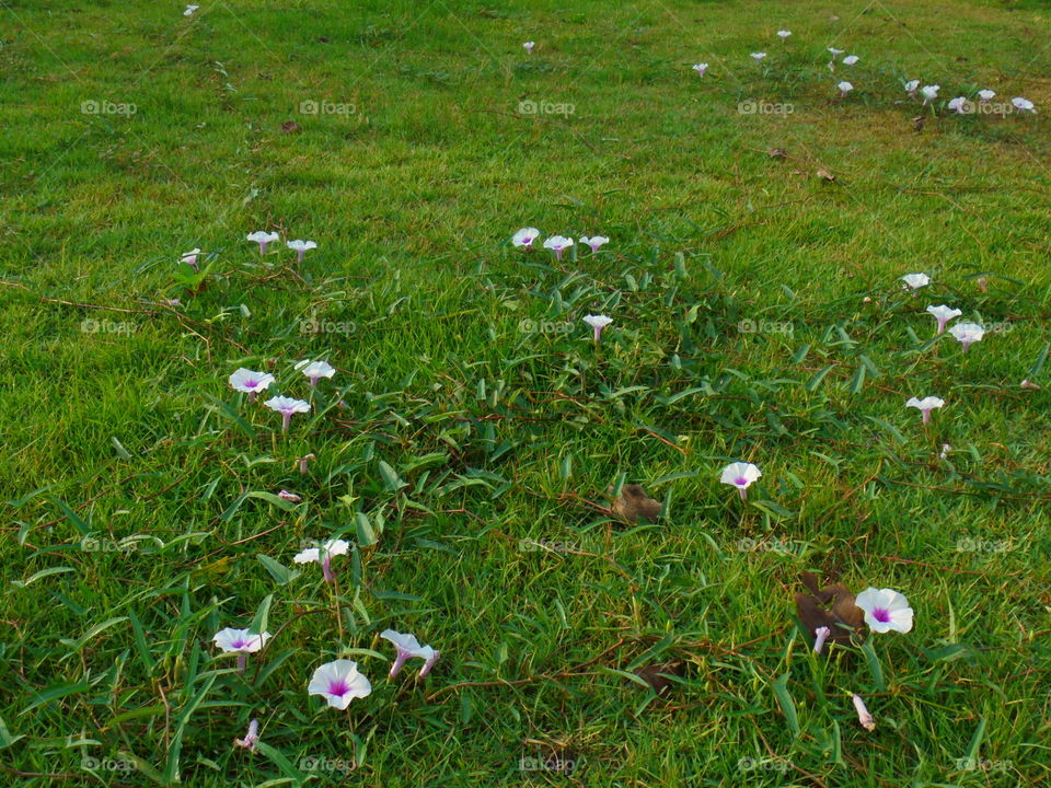 Morning glory flower