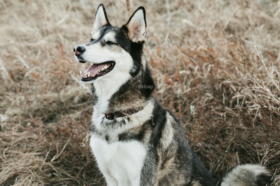 Happy pet