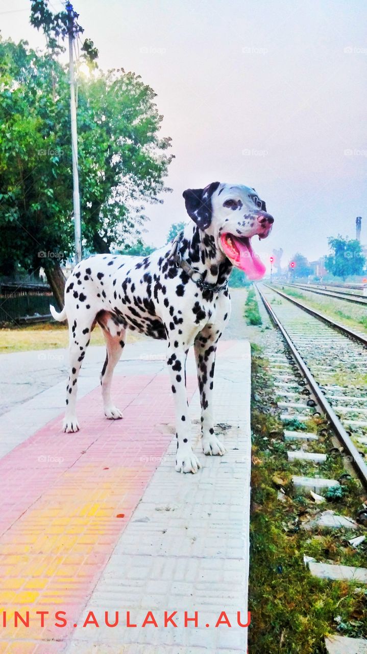 Dog with sticking out tongue