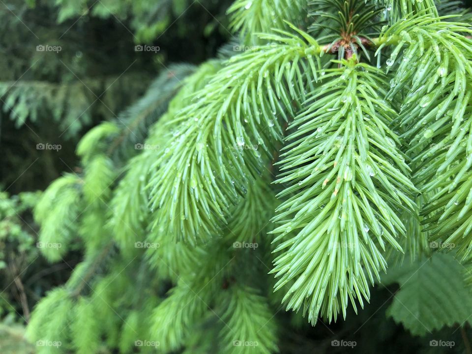 Wet PineTree Photograph for Nature and Forest Lovers