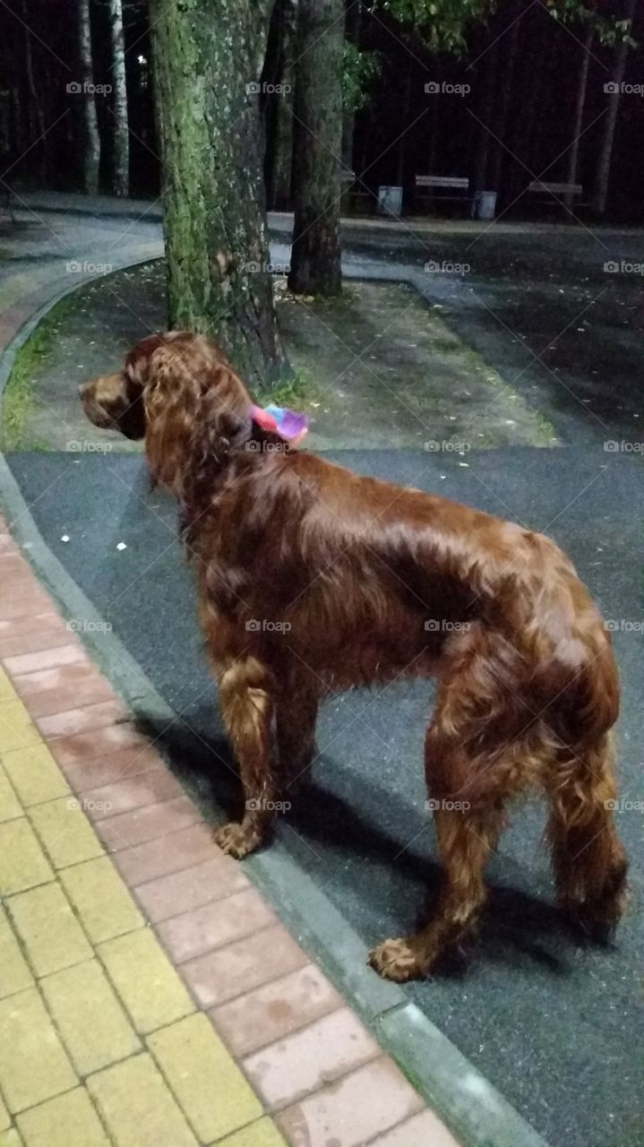 сеттер на прогулке