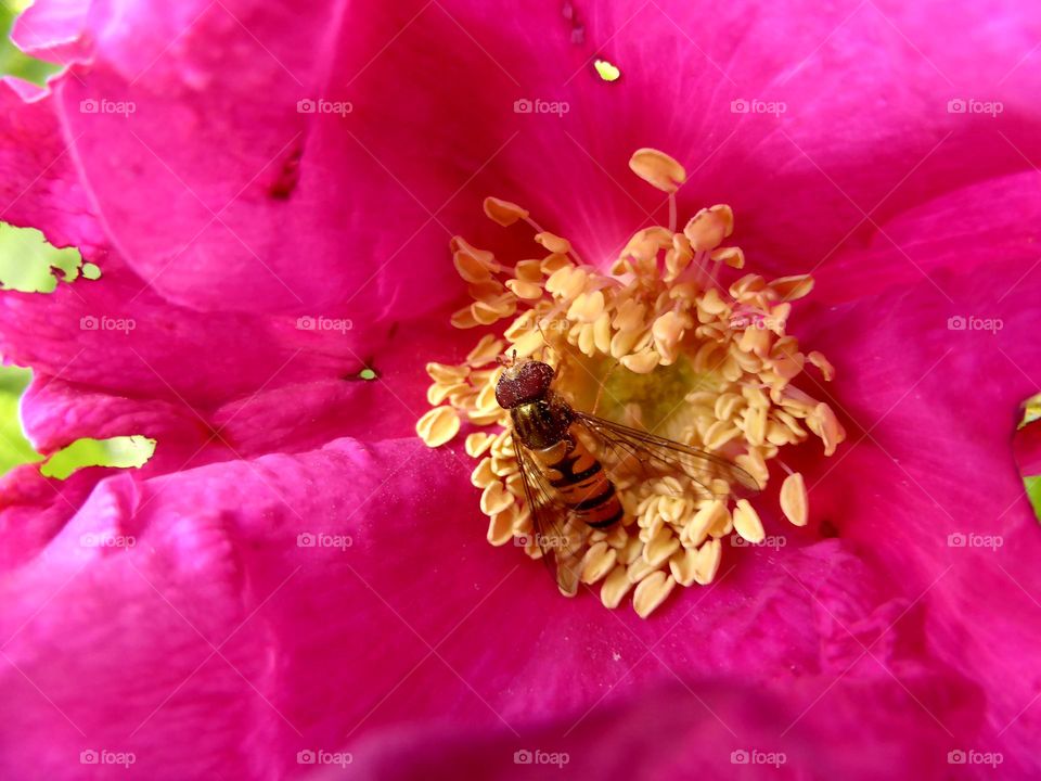 Bee inside a peony 