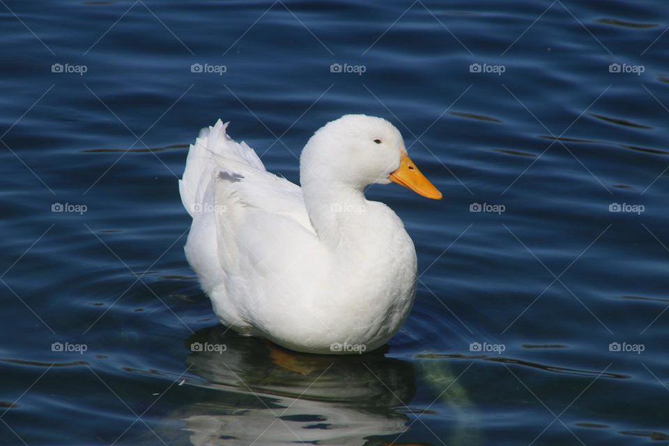 White Duck in Blue Water