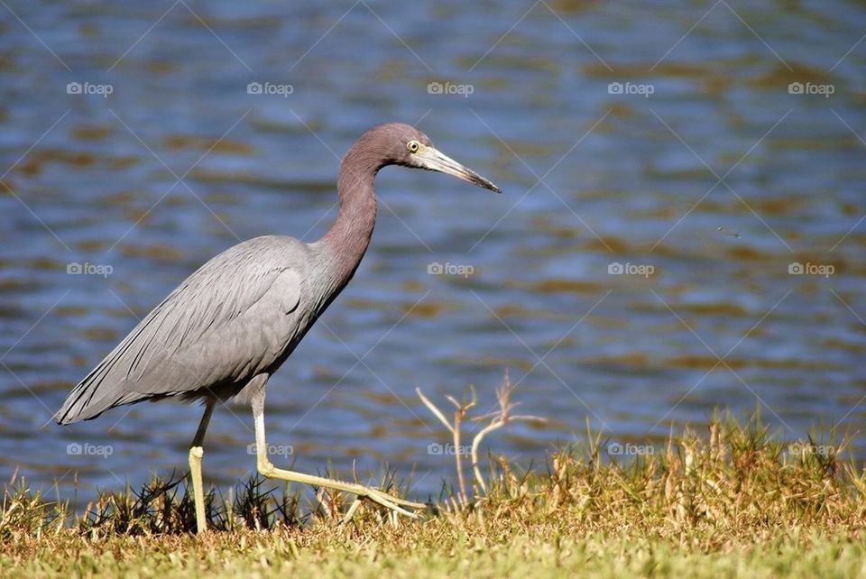 Little blue heron