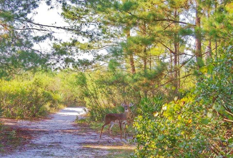 Oh Deer!. A deer spotted on a nature trail