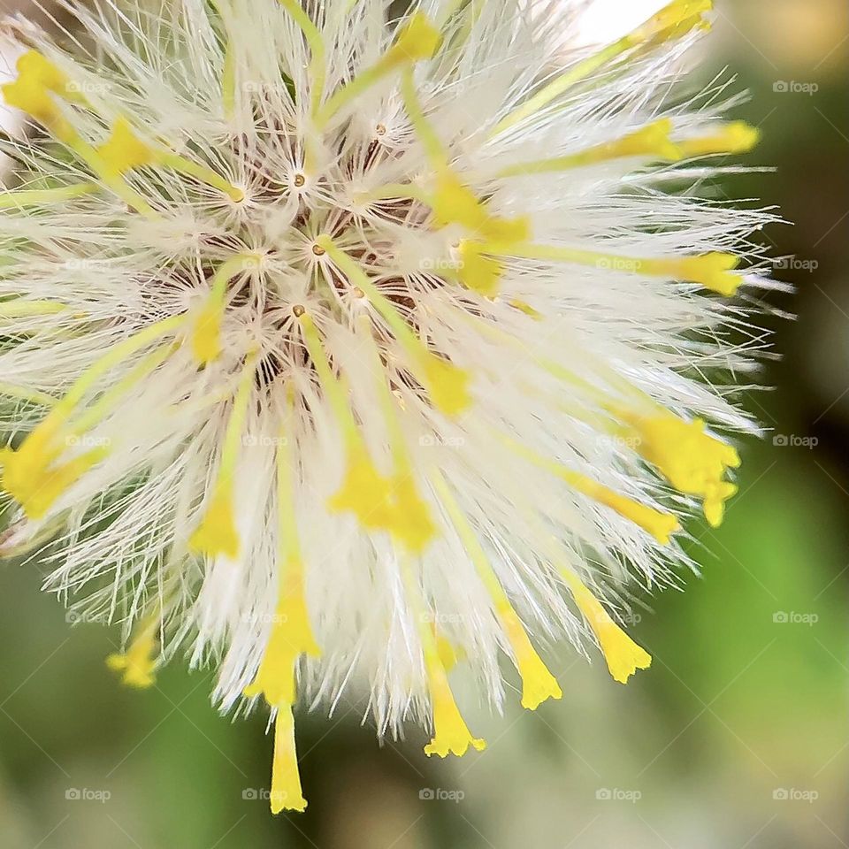 Common groundsel transforming from yellow flower to white, fluffy seed pappus. (iPhone with macro lens attachment)