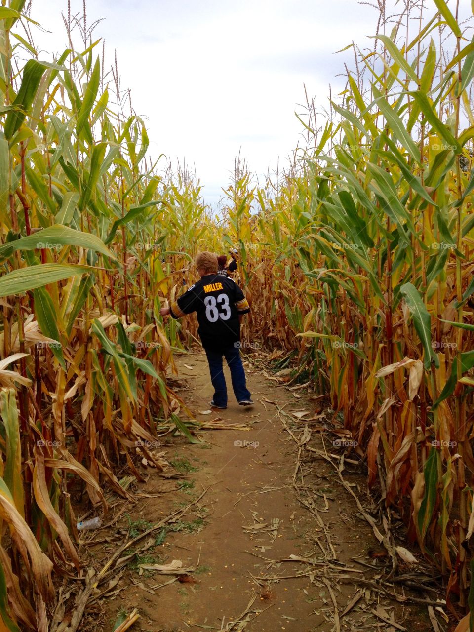 Steeler Fan in Corn Maze